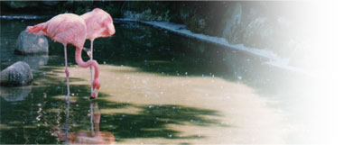 flamingo.jpg