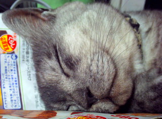 cat090816-03.JPG