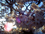 sakura2009-01-1024.jpg